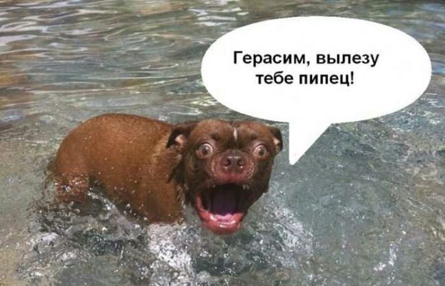 Герасим вылезу тебе пипец