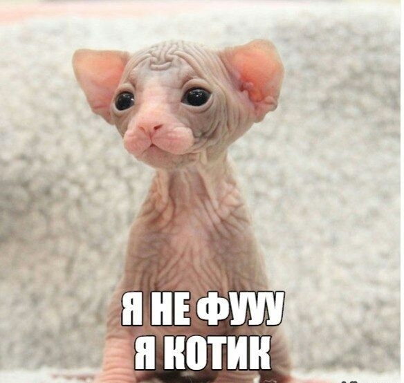 Ц
