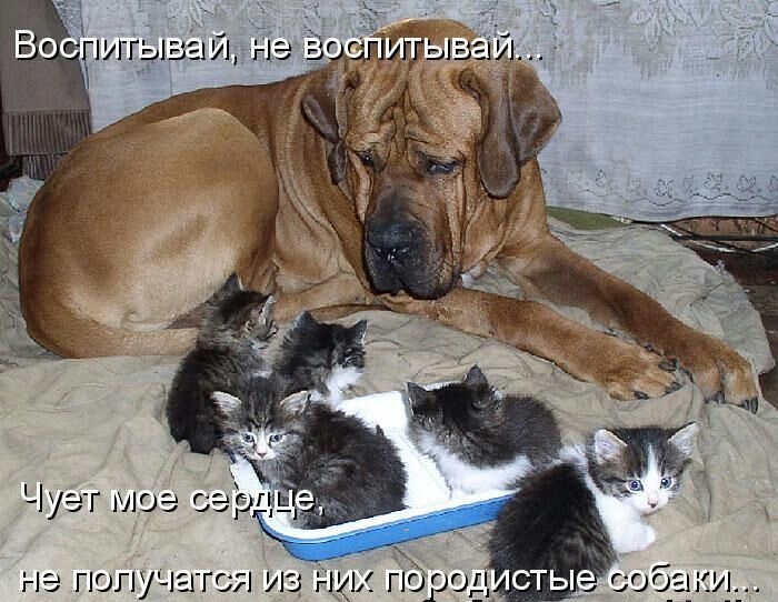 за И гЛЭ ГЮГ1УШГ_713гі1 ПОРОД