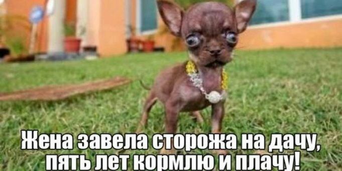 Жена завела стопожа на дачу _ пять лет иопмпю и плач