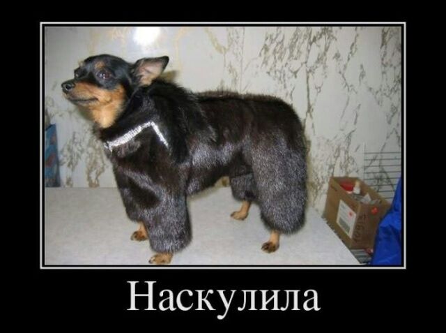 Наскулила