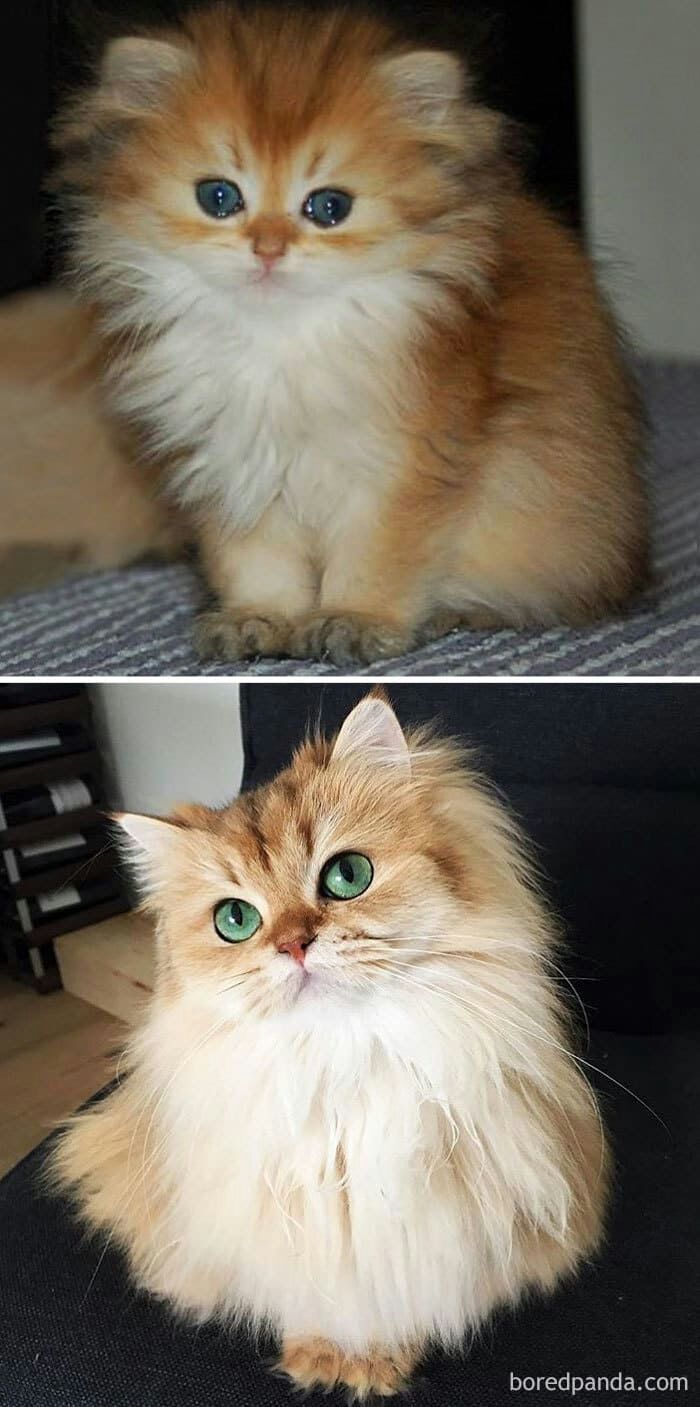 Ьогеёрапйалот