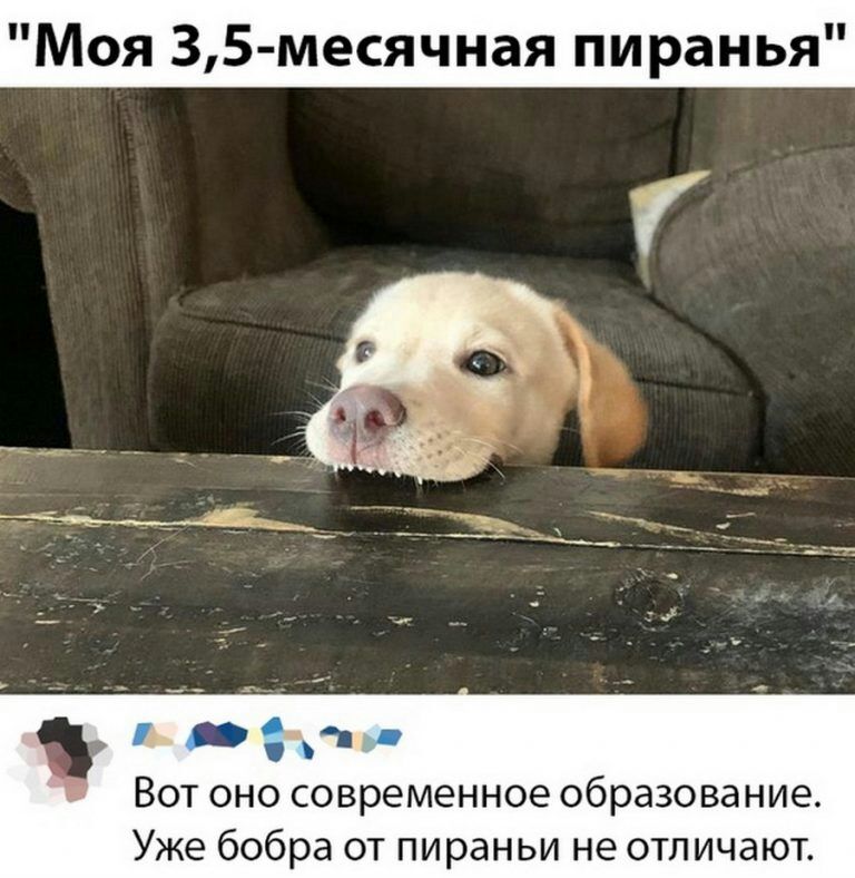 Моя 35 месячная пиранья _ вдр Вот оно современное образование Уже бобра от пираньи не отличают
