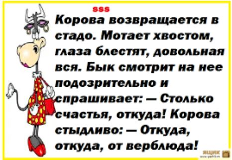 Корова возвращается в сто Мотает хвостом глаза блестят довольная всп Бык смотрит на нее _подозртльио и прашивает Столько частья откуда Корова стыдливо Опции откуда от верблюда