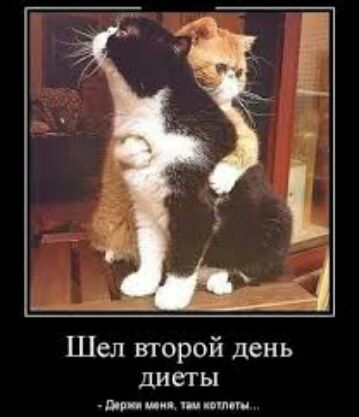 Шел второй день диеты чм шп пи ит