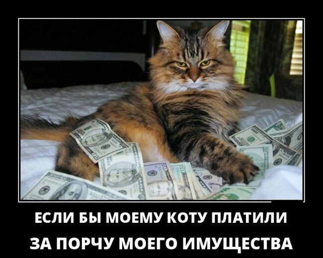 ЕСЛИ БЫ МОЕМУ КОТУ ПЛАТИЛИ ЗА ПОРЧУ МОЕГО ИМУЩЕСТВА