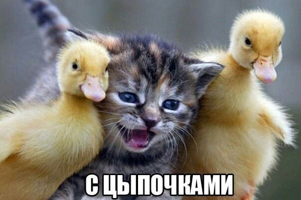 1 В ЦЫППЧНАМИ Ц _ь