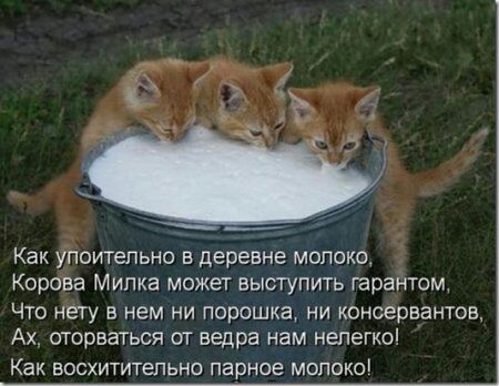 Как употепьно в деревне молоко Корова Милка может выступить гарантом Что нету в нем ни порошка ни консервантов Ах оторваться от ведра нам нелегко Как восхитительно парное молоко