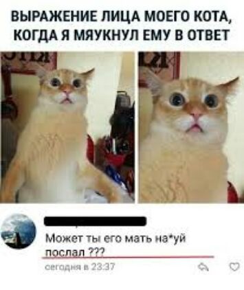 ВЫРАЖЕНИЕ ЛИЦА МОЕГО КОТА КОГДА Я МЯУКНУЛ ЕМУ В ОТВЕТ может ты его мам пауи поспал