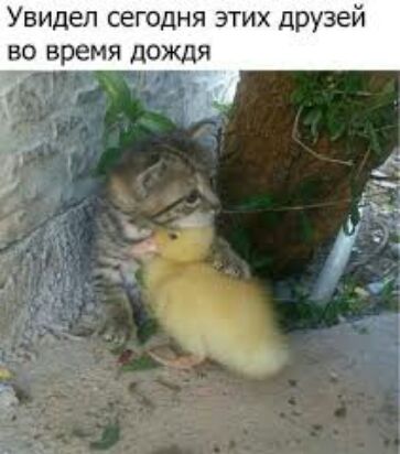 Увидел сегодня ЭТИХ Друзей 50 время дождя