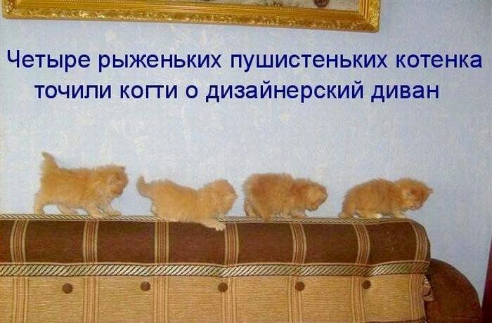 Четыре рыженьких пушистеньких котенка точипи когги о дизайнерский диван