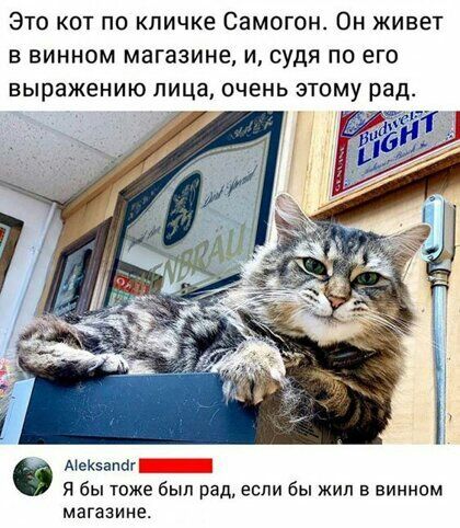 Это кот по кличке Самогон Он живет в винном магазине и судя по его выражению лица очень этому рад АеК5апбг Я бы тоже был рад если бы жил в винном магазине