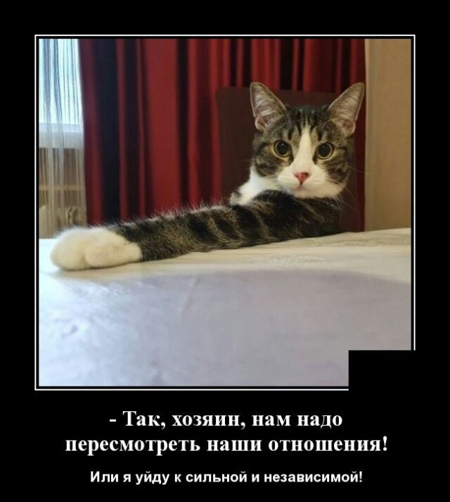 Так хозяин нам надо пересмотреть наши отношения Или я уйду к сильной и независимой
