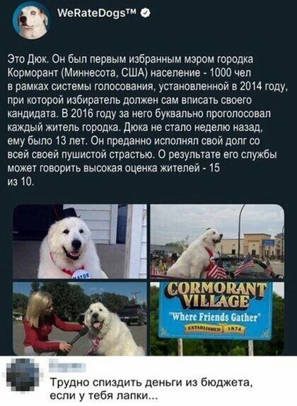 шепакешозт 0 Это дюк Он был первым избранным мэром городка Кормораи мИмнесота США население 1000 чел в рамках сисвмы югюсовамим усчановпениой в гом вдув при которой избиратель должен сам вписать своего кандидата В 2016 году за нею буквально проголосовал каждый жичепь городка Люка не мало неделю назад ему было 13 пе Ом преданно исполнил свой долг со всей своей пушисшй ыравтвю о ревульше от службы м