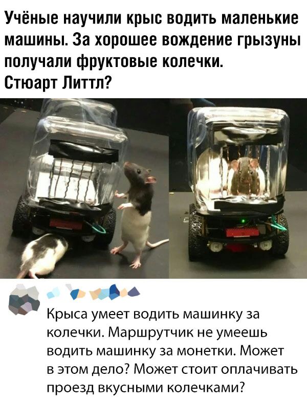 Учёные научили крыс водить маленькие машины За хорошее вождение грызуны получали фруктовые колечки Стюарт Литтл Крыса умеет водить машинку за колечки Маршрутчик не умеешь водить машинку за монетки Может в этом дело7 Может стоит оплачивать проезд вкусными копечками