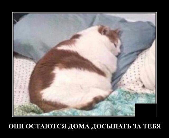 ОНИ ОСТАЮТСЯ ДОМА ДОСЬШАТЬ ЗА ТЕБЯ