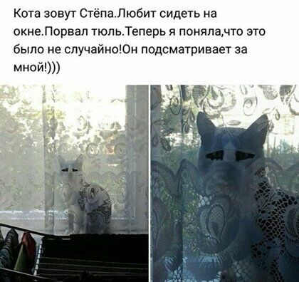 Кота зовут СтёпаЛюбит сидеть на окнеЛорвал поль Теперь я понялачто это было не спучаймоЮн подсматривает за мной