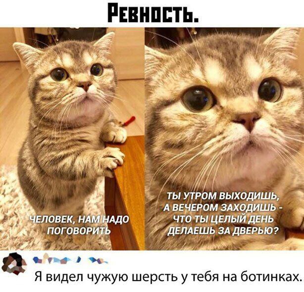 ты утром выходишь А ввчвром здходишь что ты цвлый ДЕнь дЕПАЕшь зд двврьт Я видел чужую шерсть у тебя на ботинках