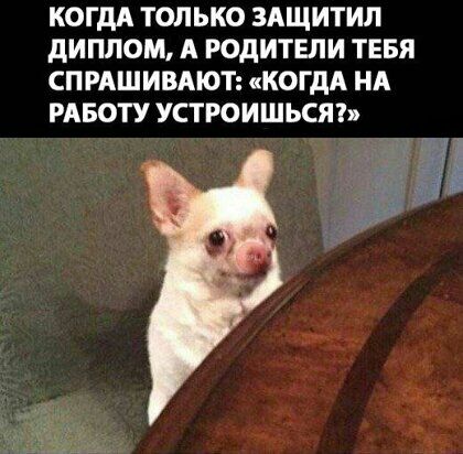 КОГДА ТОЛЬКО ЗАЩИТИЛ дИПЛОМ А РОДИТЕЛИ ТЕБЯ СПРАШИВАЮТ КОГДА НА РАБОТУ УСТРОИШЬСЯЪ