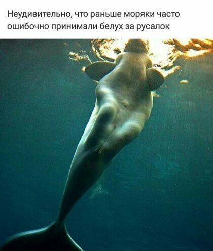 Неудивительно что раньше моряки часто ошибочно принимали белук за русалок