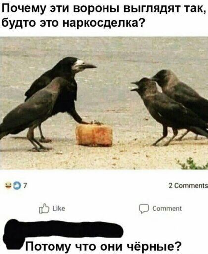 Почему зти вороны выглядят так будто это наркосдепка О 7 2 Сатпет н Потому что они чёрные