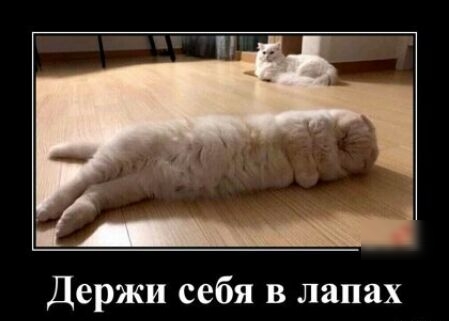 Держи себя в лапах