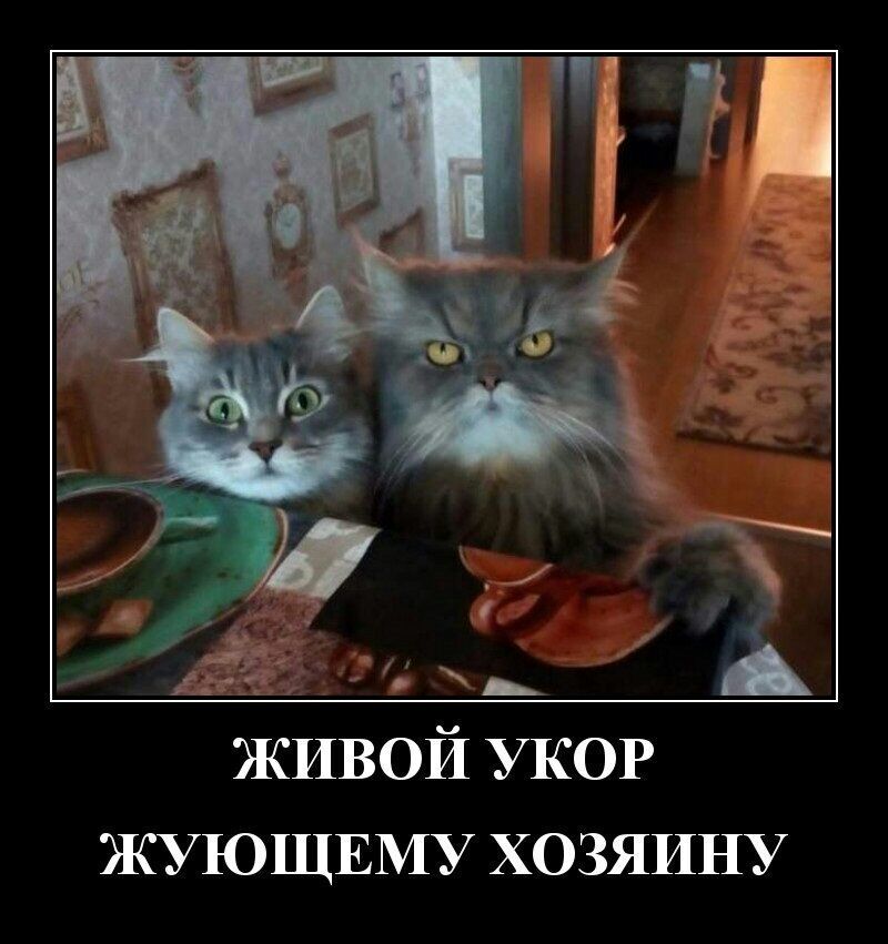 ЖИВОЙ УКОР ЖУЮЩЕМУ ХОЗЯИНУ