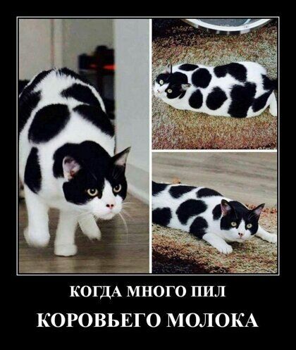 КОГДА много пил КОРОВЬЕГО МОЛОКА