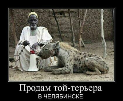 Продам той терьера В ЧЕЛЯБИНСКЕ