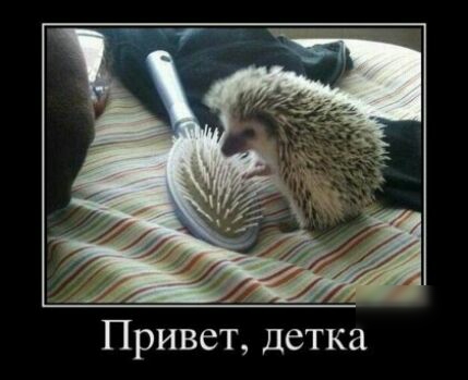 детка Привет