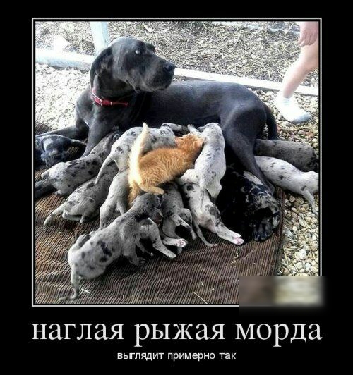 НЗГЛЗЯ рыжая морда выглядит примерки так