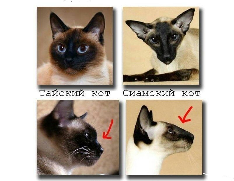 Сиамскии кот