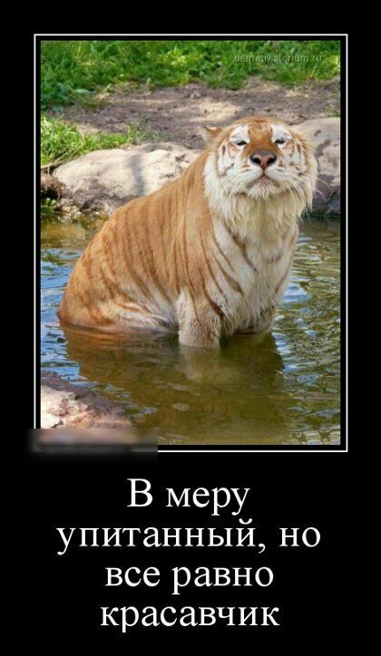 В меру упитанный но все равно красавчик