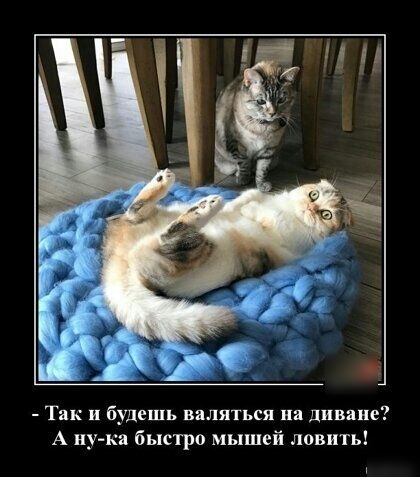 Так и будешь валяться на диване А иу ка быстро мышей ловить
