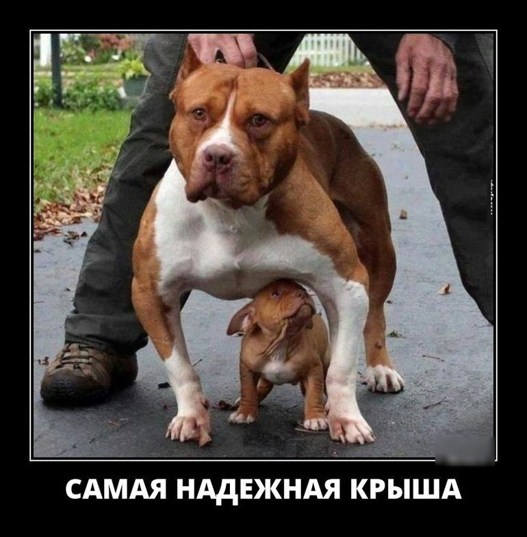 САМАЯ НАДЕЖНАЯ КРЫША