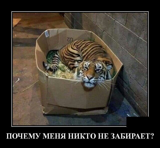 ПОЧЕМУ МЕНЯ НИКТО НЕ ЗАБИРАЕТ