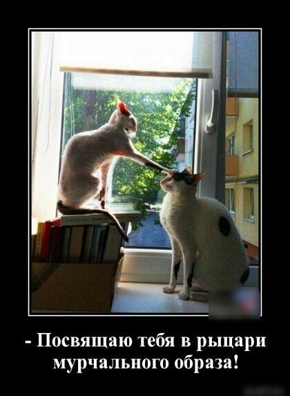 Посвящаю тебя в рыцари мурчального образа