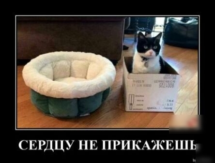 СЕРДЦУ НЕ ПРИКАЖЕШЬ