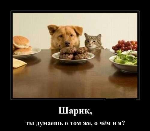 Шарик ты думаешь о том же О чём и я
