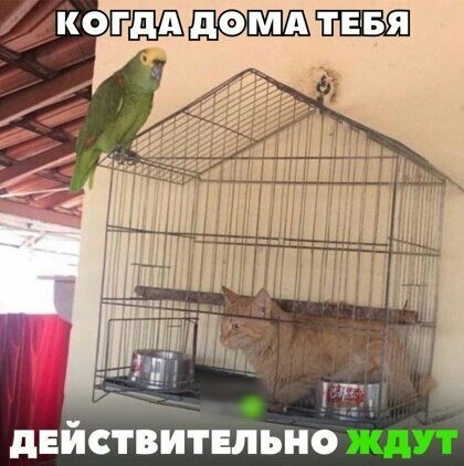 пт действительно