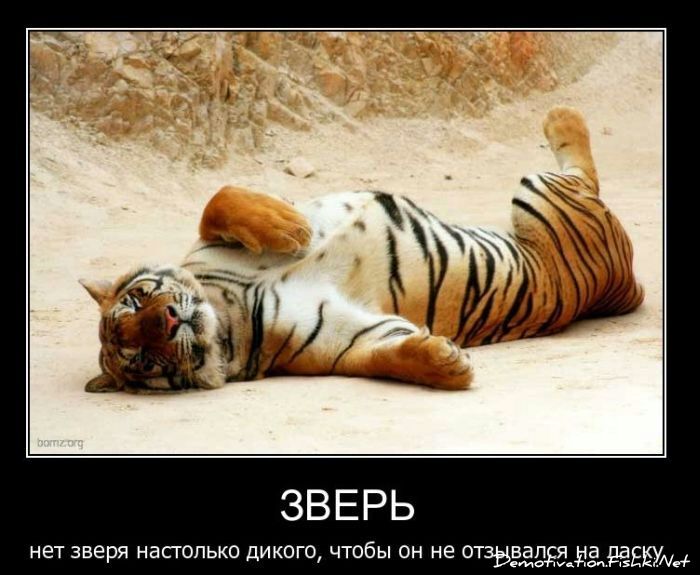 ЗВЕРЬ нет зверя НВСГОПЬКО ДИКОГО ЧТОБЫ ОН НЕ ОТЗБВБПЁЭццэЕЁЕЕУМм емо