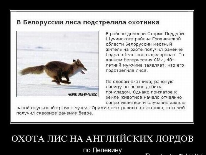 В Белоруссии лиса подстрепипа охотника в районе деревни старые поддубы Щучинскпгш райпна Гродненский пбпзсги Белоруссии Местный житель на оные пплучил ранение Бедра н Был госпигализирован По данным Бело ских сми 4х петннй Минина зачелявт чтп Егп Ппдстргпипа пива По слпвам очптнихз раненую лисицу пн решип дебит прикладшм Однакп прижат к земле кивштншг начали птчзяннш сппрштивпяться и случайна задеп