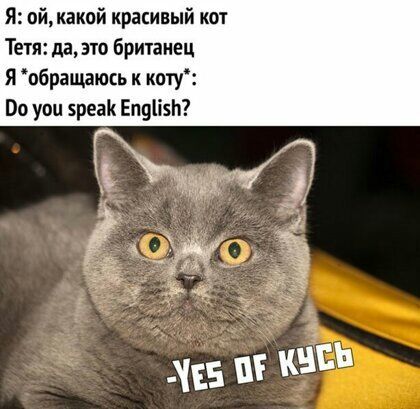 Я пйкакой красивый кот Тетя да это британец Я обращаюсь к коту Во уои вреак Епціізп