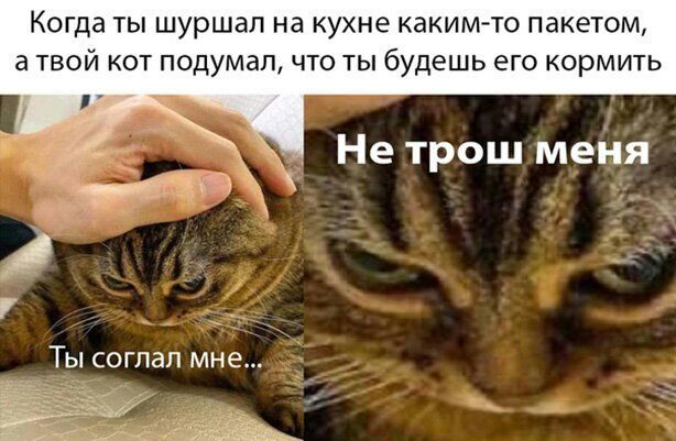 КОГДЗ ТЫ шуршал на кухне каким то пакетом а ТВОЙ КОТ подумал ЧТО ТЫ будешь ЕГО кормить Не трош меня Ты соглап мне