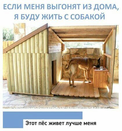 если мння выгонят из дОМА я БУДУ жить с СОБАКОЙ Этот пёс живет лучше меня