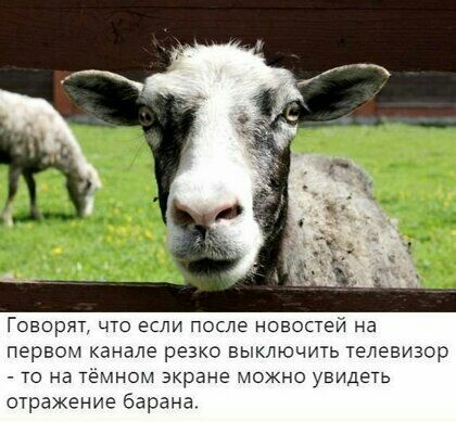 ГОВОрЯТ ЧТО ЭСЛИ ПОСЛЕ НОВОСТЭЙ на первом канале резко выключить телевизор ТО Нд ТЁМНОМ ЗКРЭНЭ МОЖНО УВИДЕТЬ отражение барана