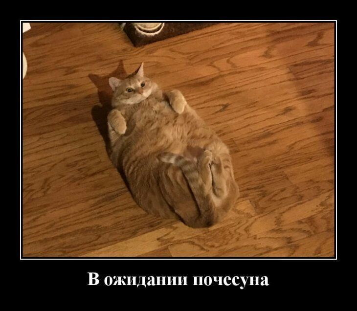 В ожидании почесуна