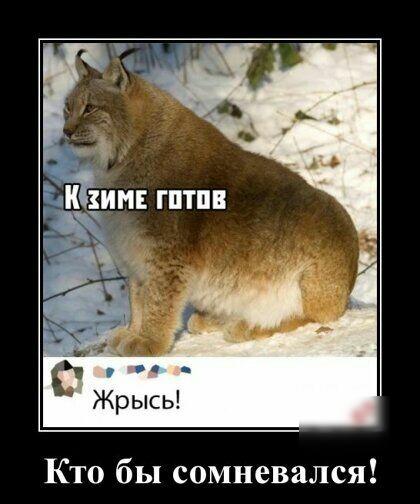 Кто бы сомневался