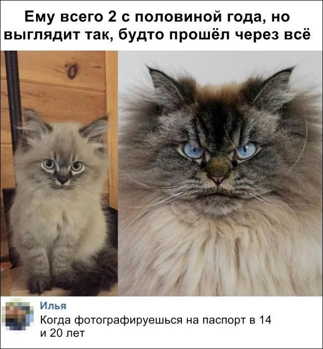 Ему всего 2 с половиной года но выглядит так будто прошел через всё Илья Когда фотографируешься на паспорт в 14 и 20 лет