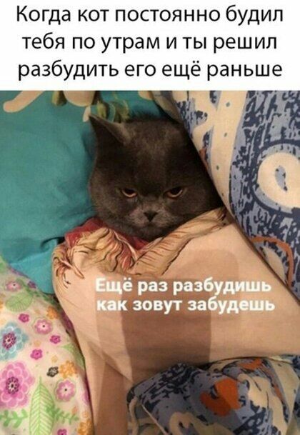 Когда кот постоянно будил тебя по утрам и ты решил разбудить его ещё раньше ёраз разб динь кинпэиугза